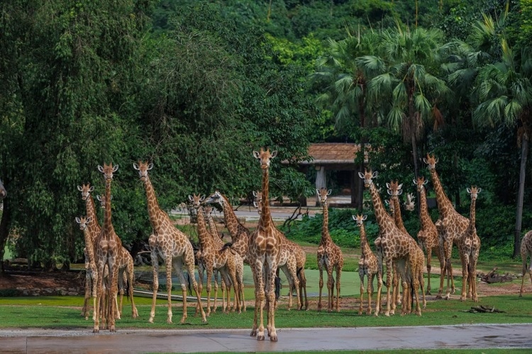 長隆野生動物世界園區(qū)內，長頸鹿正在散步。鄧泳怡攝