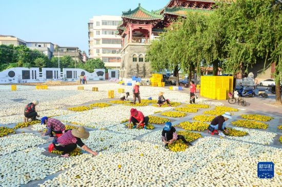 11月25日，在廣東省江門市新會(huì)區(qū)一處空地，人們對(duì)新會(huì)柑皮進(jìn)行翻皮晾曬。