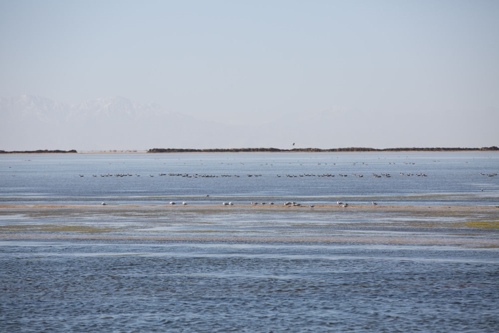 鳥兒在青海察爾汗鹽湖邊的淡水湖上棲息（2017年9月10日攝）。新華社記者 金立旺 攝