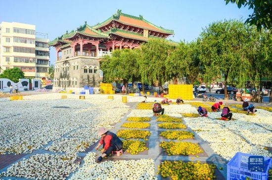 11月25日，在廣東省江門市新會(huì)區(qū)一處空地，人們對(duì)新會(huì)柑皮進(jìn)行翻皮晾曬。