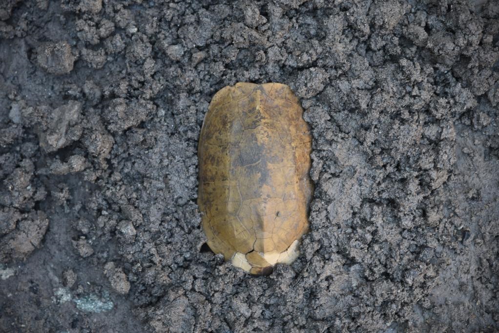 汶溪遺址出土的河姆渡文化早期完整龜甲。寧波市文化遺產(chǎn)管理研究院供圖