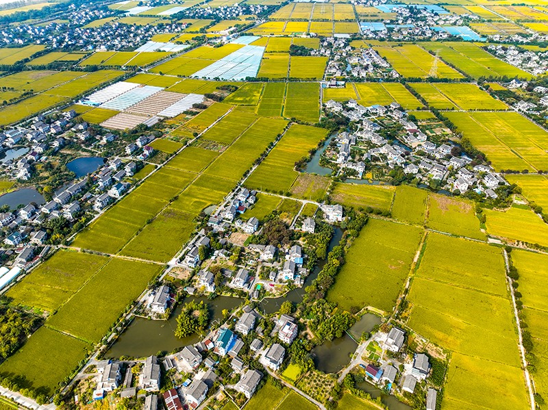 2023年10月22日，浙江海寧市黃灣鎮(zhèn)，金秋時節(jié)，金黃色的稻田與美麗鄉(xiāng)村構(gòu)成一幅寧靜祥和的畫卷。