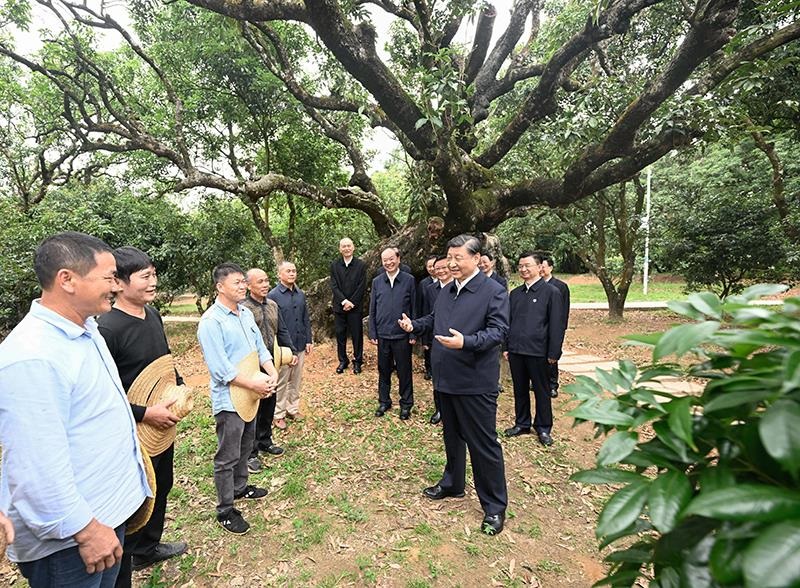 2023年4月11日，習(xí)近平總書記在廣東茂名柏橋村荔枝種植園，同現(xiàn)場技術(shù)人員親切交流。