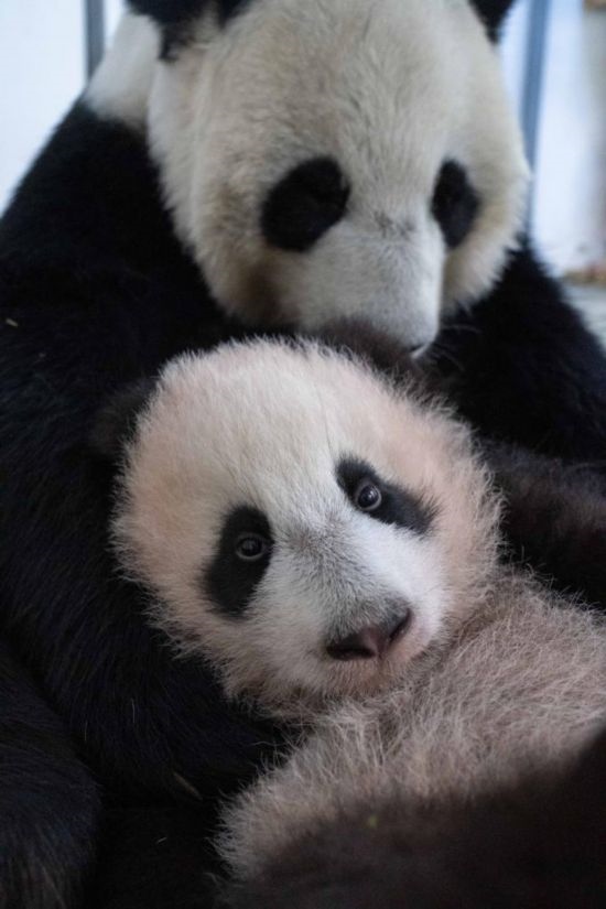  這是2023年12月21日在俄羅斯莫斯科動物園拍攝的大熊貓幼崽“喀秋莎”（前）和大熊貓媽媽“丁丁”在一起的照片。新華社發(fā)（莫斯科動物園供圖）
