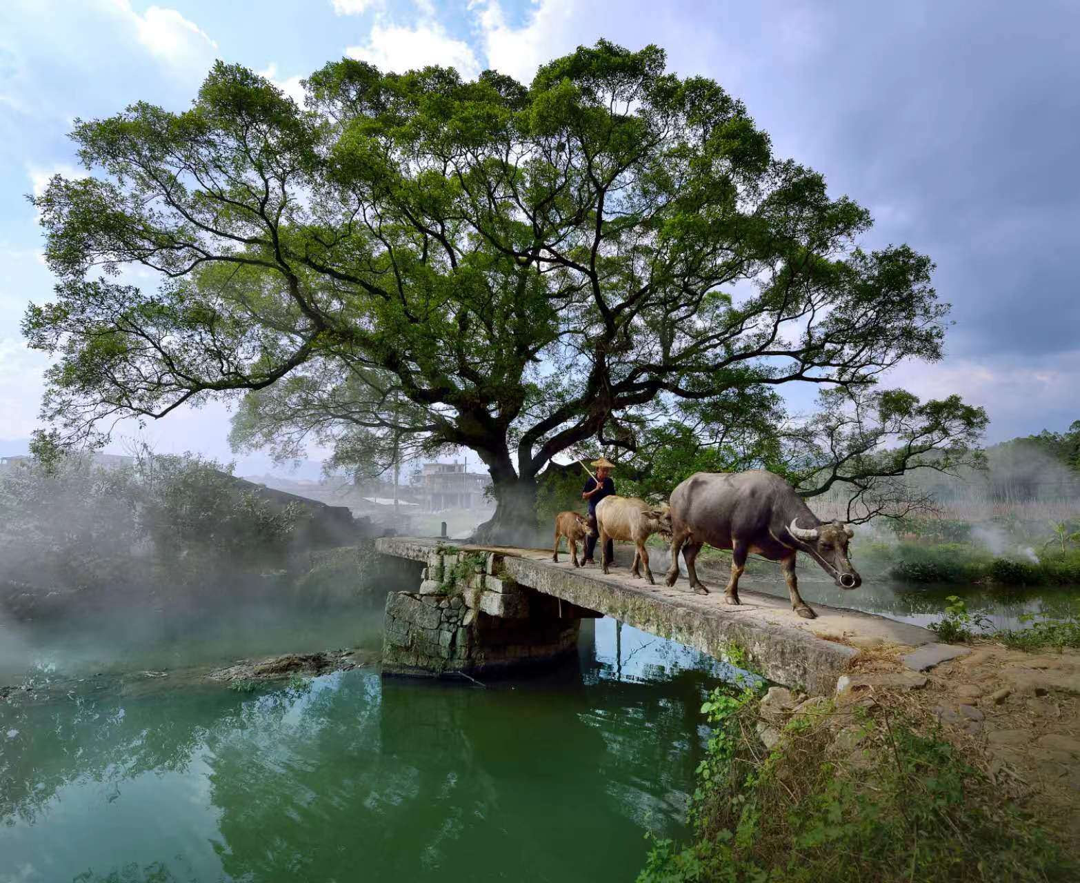 鹿鳴橋。(鄭紀(jì)人物處配圖) 張穎 攝
