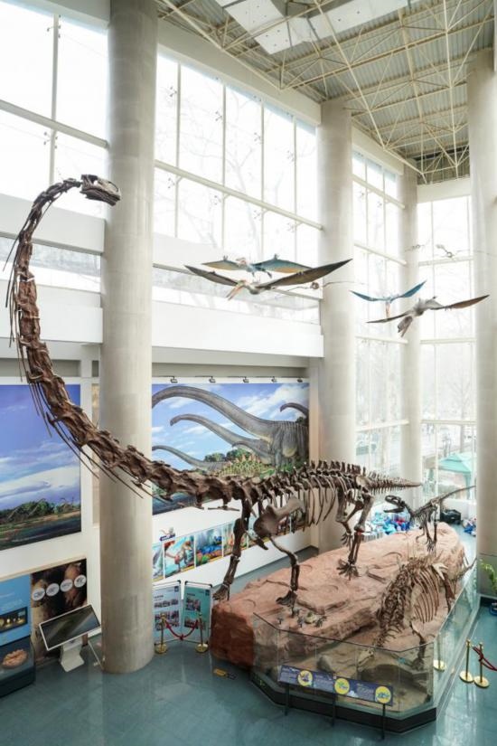 南京古生物博物館展出的馬門溪龍模型。新華社記者李博 攝