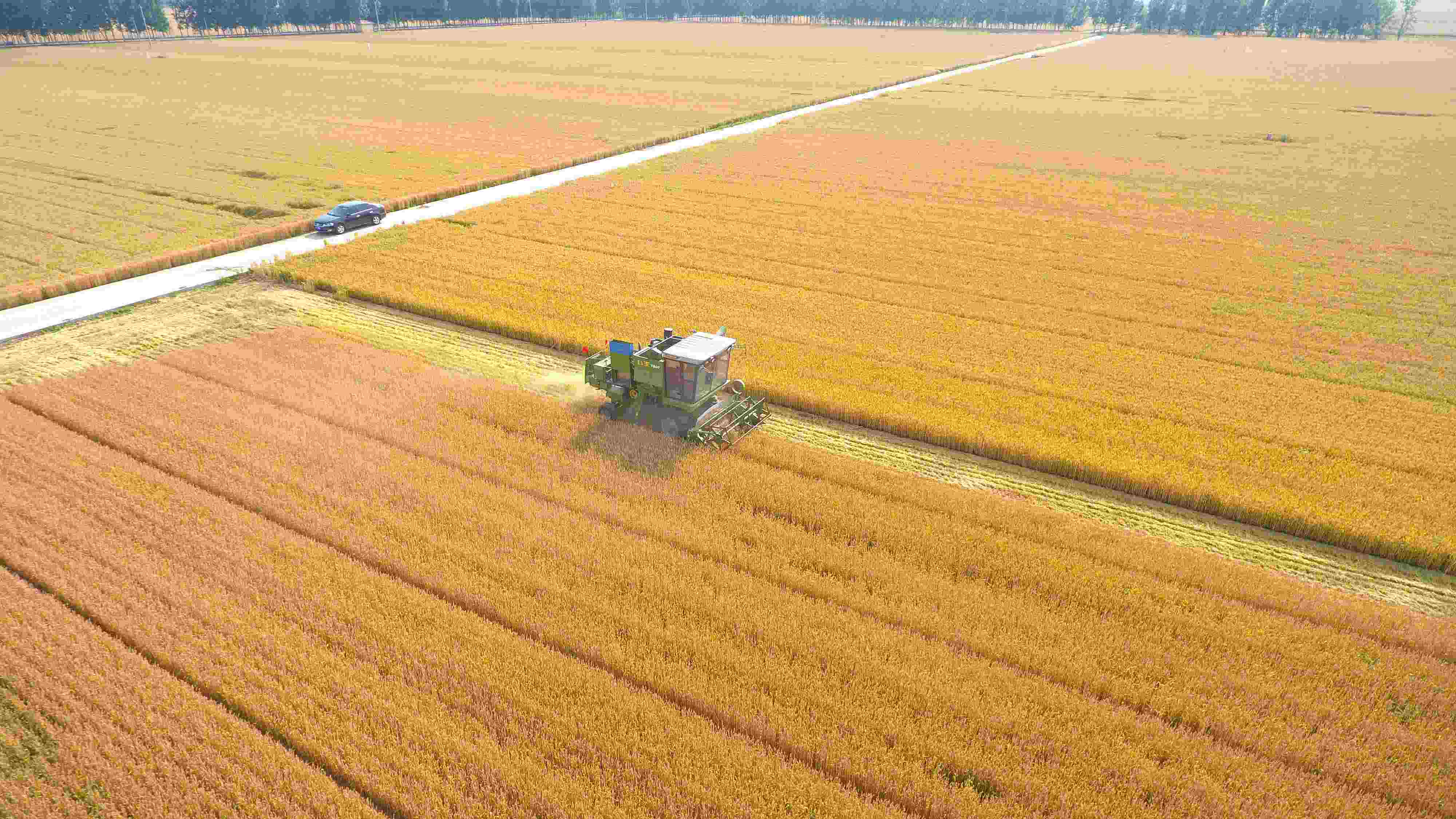 △ 2023年6月5日，山東聊城茌平區(qū)賈寨鎮(zhèn)王藥包村，收割機在田間進行小麥收割作業(yè)。