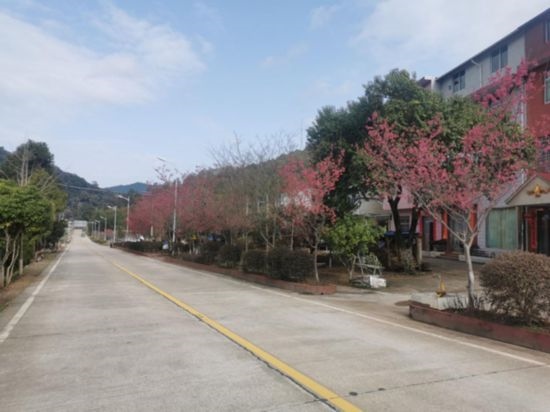 道路兩旁的山櫻花。將樂縣農(nóng)業(yè)農(nóng)村局供圖