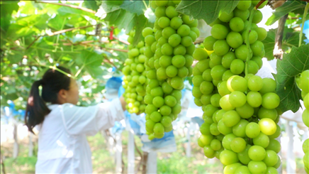 小屯村葡萄園里的陽光玫瑰葡萄。肖俊楠攝