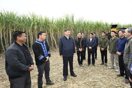 2023年12月14日，習(xí)近平總書記在廣西來賓市國家現(xiàn)代農(nóng)業(yè)產(chǎn)業(yè)園黃安優(yōu)質(zhì)“雙高”糖料蔗基地考察。