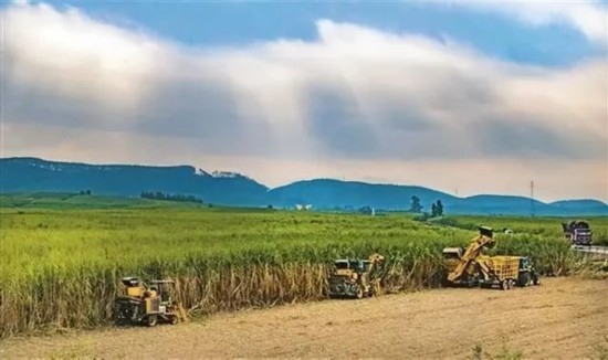 廣西來賓市興賓區(qū)鳳凰鎮(zhèn)黃安村“雙高”糖料蔗基地里，收割機手正在機械化砍收糖蔗。