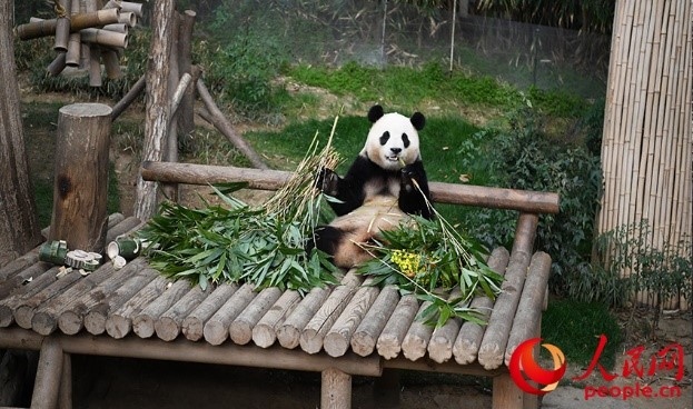 “福寶”享用新鮮的竹子。人民網(wǎng) 李帆攝