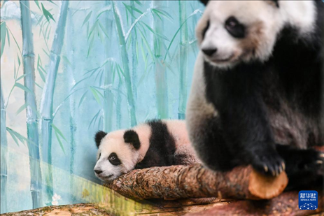 這是3月8日在俄羅斯莫斯科動物園拍攝的大熊貓“喀秋莎”（左）和媽媽“丁丁”。新華社記者 曹陽 攝