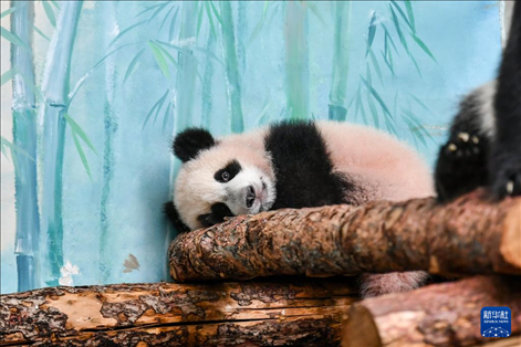 這是3月8日在俄羅斯莫斯科動物園拍攝的大熊貓“喀秋莎”。新華社記者 曹陽 攝