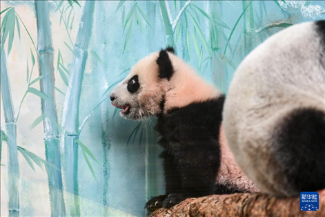 這是3月8日在俄羅斯莫斯科動物園拍攝的大熊貓“喀秋莎”。新華社記者 曹陽 攝