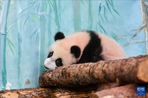 這是3月8日在俄羅斯莫斯科動物園拍攝的大熊貓“喀秋莎”。新華社記者 曹陽 攝