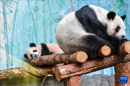 這是3月8日在俄羅斯莫斯科動物園拍攝的大熊貓“喀秋莎”（左）和媽媽“丁丁”。新華社記者 曹陽 攝