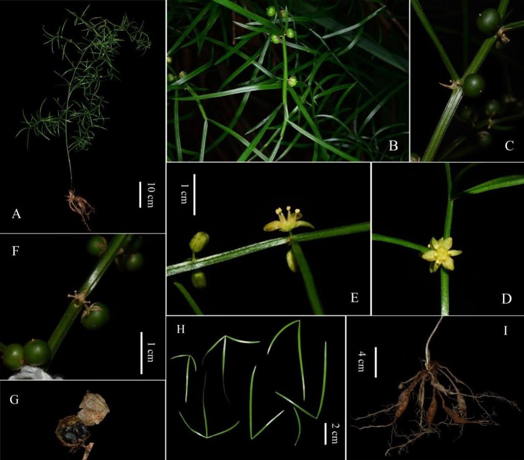 圖為大別山天門冬的形態(tài)特征。（中國科學(xué)院武漢植物園供圖）