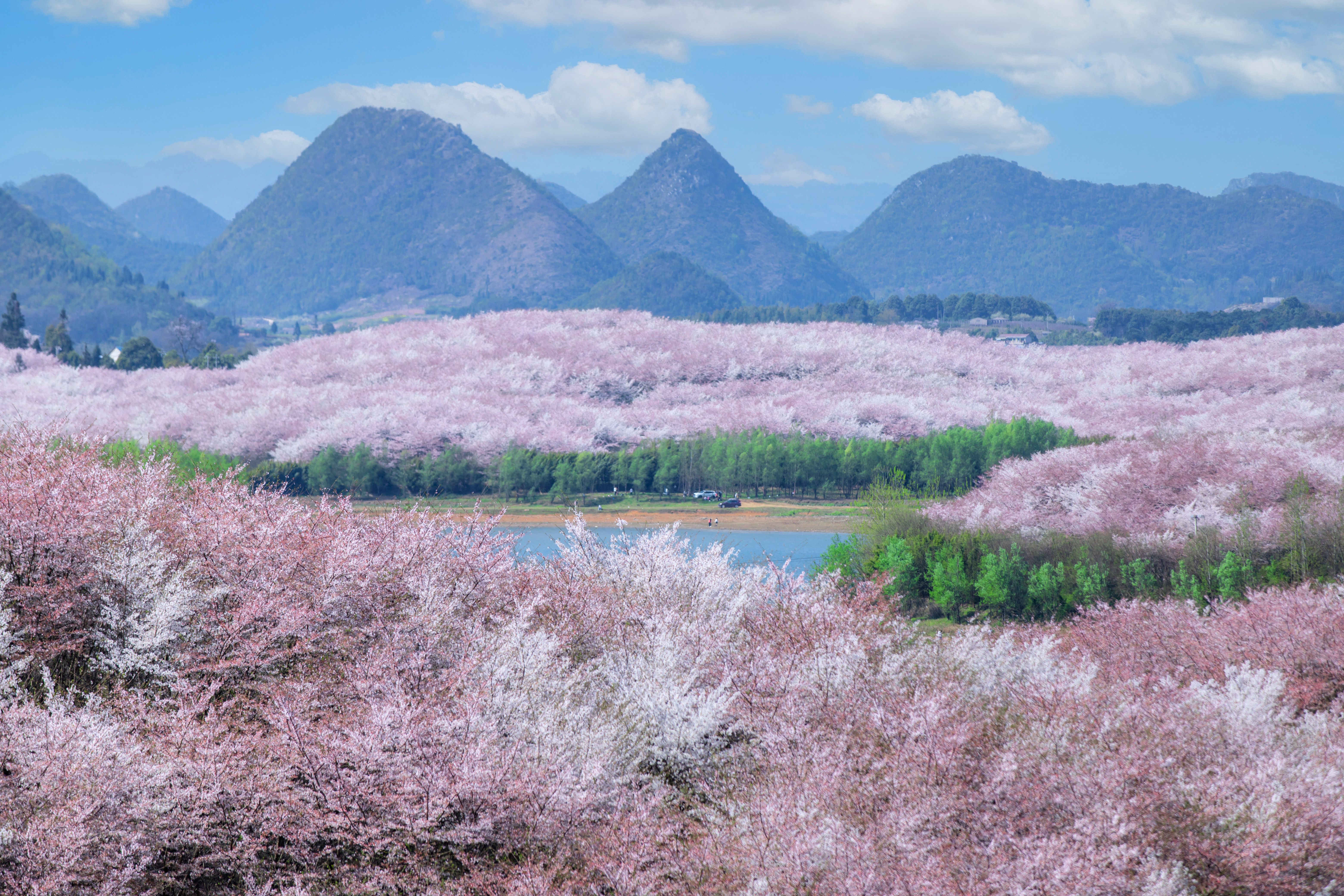 貴安櫻花園內(nèi)萬(wàn)畝櫻花盛放。楊明亮 攝