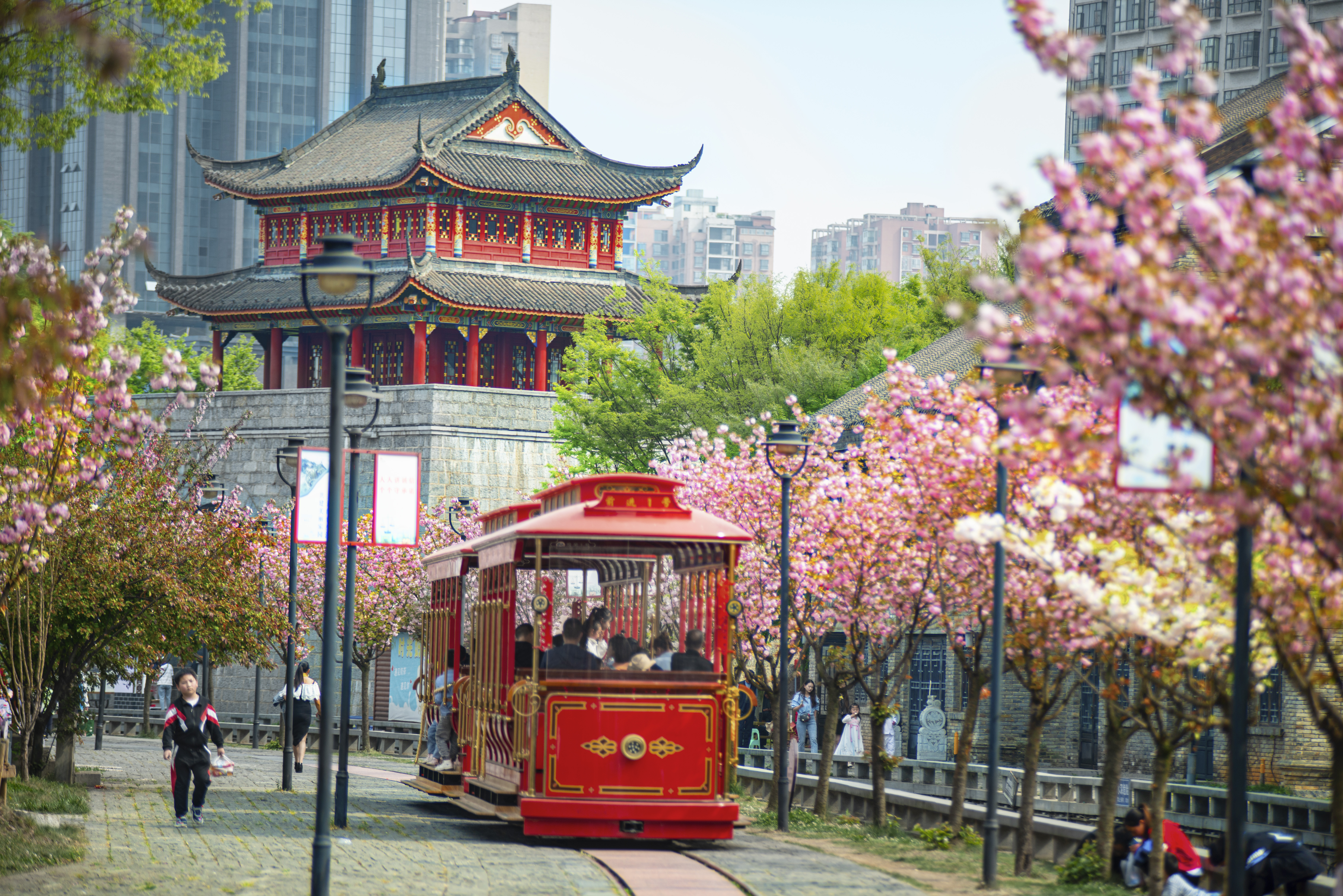 水城古鎮(zhèn)櫻花綻放，游客乘坐觀光小火車(chē)游覽美景。何育勇 攝