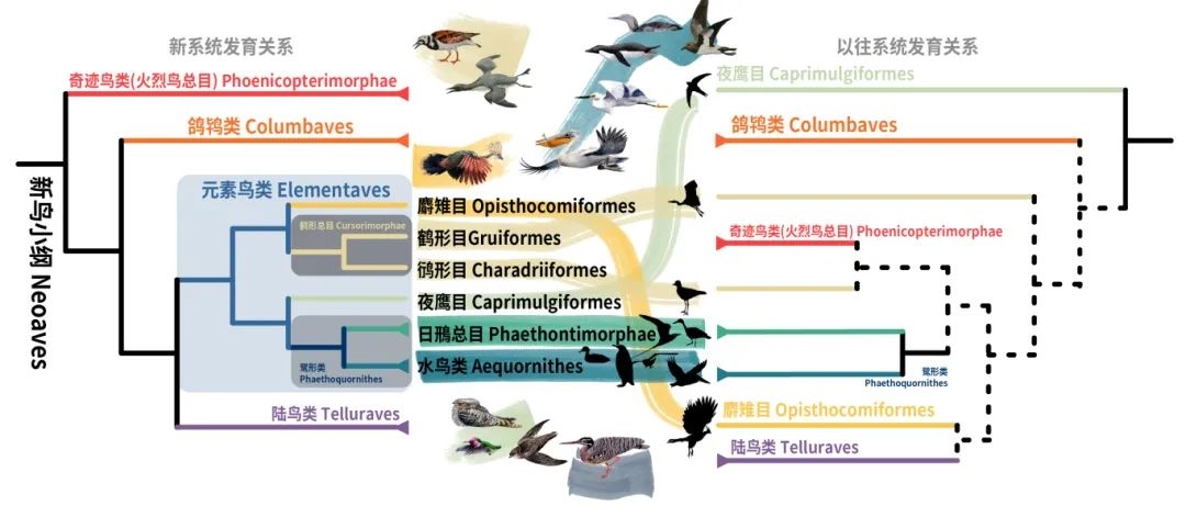 新鳥小綱主要類群的分類變動(dòng)。浙江大學(xué)供圖
