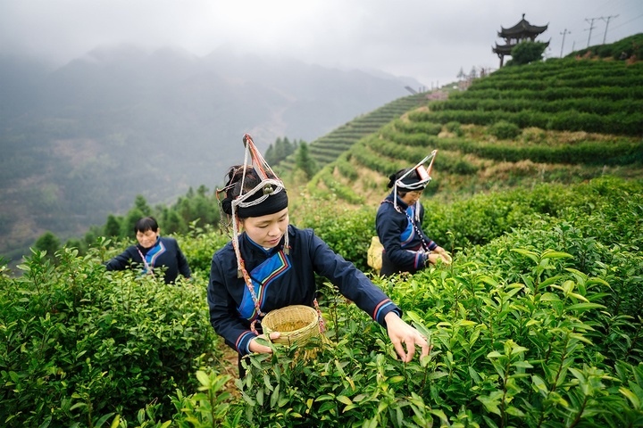 惠明茶采摘。供圖 共享聯(lián)盟·景寧