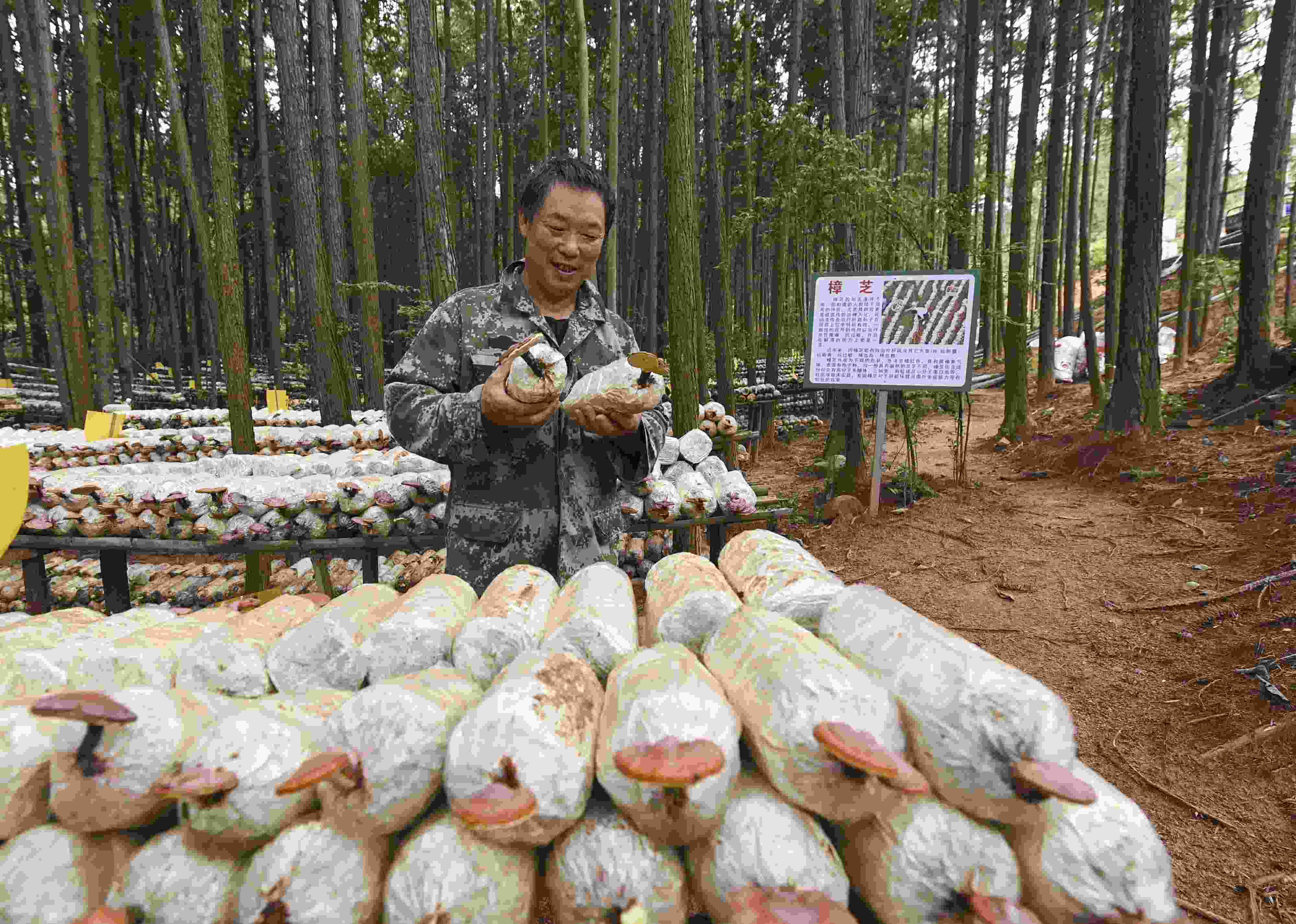 2023年9月21日，江西省撫州市，廣昌縣旴江生態(tài)公益林場(chǎng)，種植戶正在查看樟芝等食用菌的生長(zhǎng)情況。