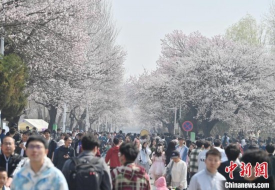 4月21日，大量游客來(lái)到吉林大學(xué)南嶺校區(qū)賞花。張瑤 攝