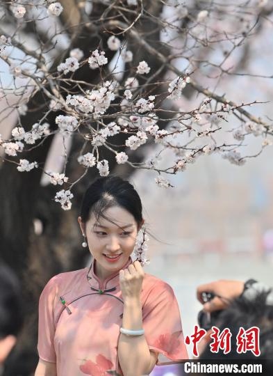 4月21日，一名年輕女孩在杏花樹(shù)下拍照。張瑤 攝