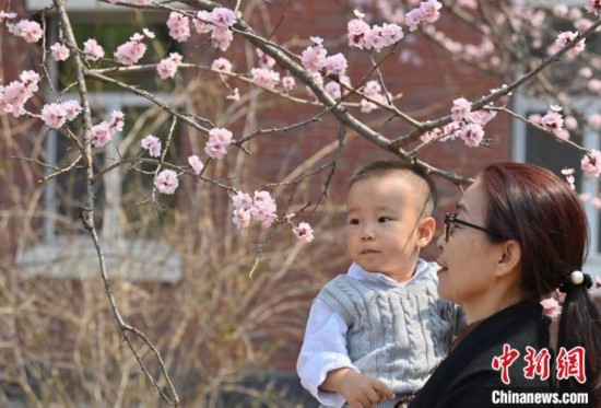 4月21日，游客在吉林大學(xué)南嶺校區(qū)賞花。張瑤 攝
