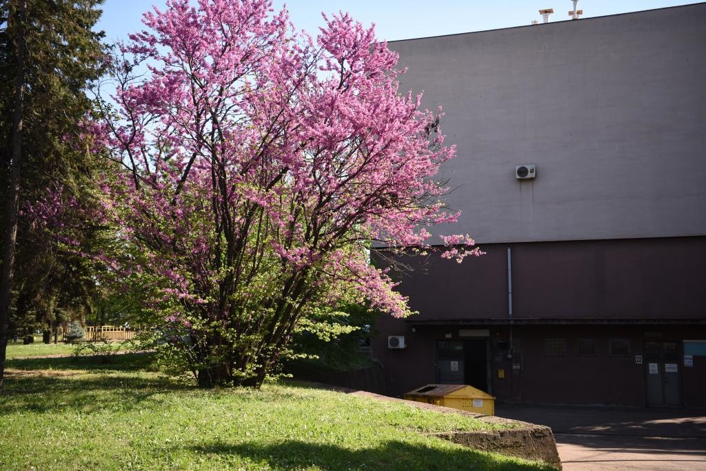 斯梅戴雷沃鋼廠里盛開(kāi)的南歐紫荊花。