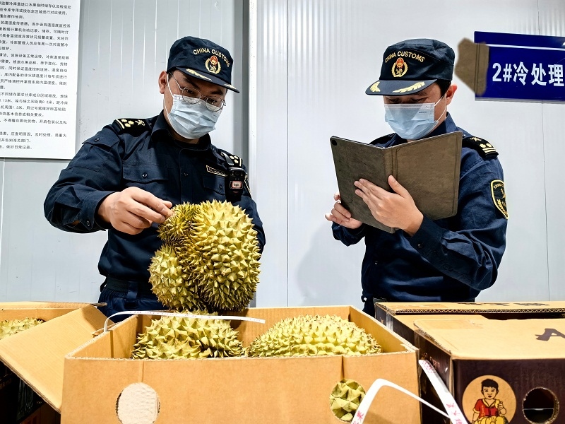 海關(guān)關(guān)員對中老鐵路裝載進(jìn)境榴蓮進(jìn)行查驗(yàn)。黃中磊攝