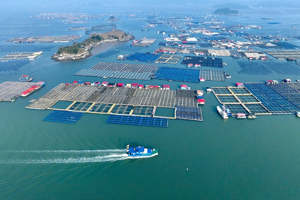 這是2024年1月11日拍攝的福建省寧德市霞浦縣海上養(yǎng)殖區(qū)（無人機(jī)照片）。新華社記者 姜克紅 攝