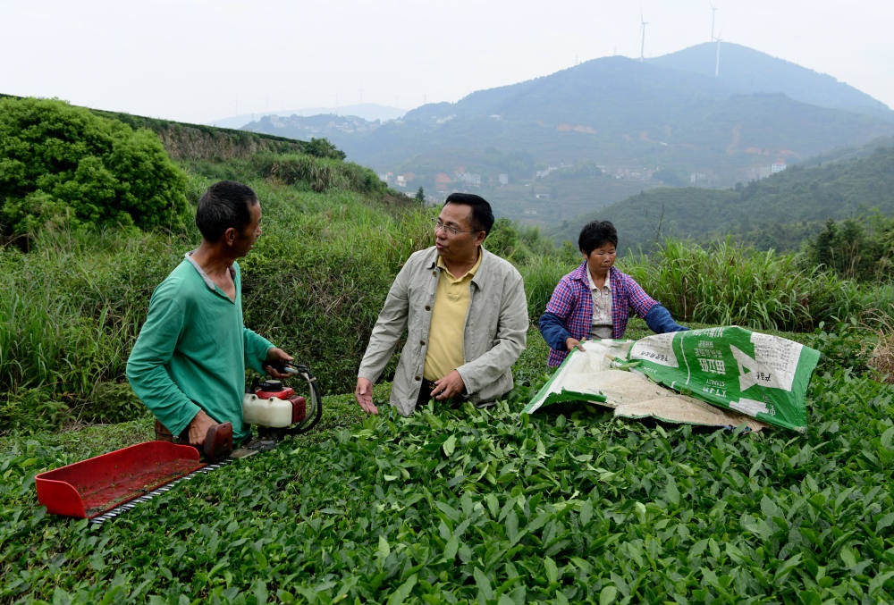 2024年5月9日，在福建省安溪縣西坪鎮(zhèn)珠洋村，科技特派員（中）在指導(dǎo)茶農(nóng)使用機(jī)器科學(xué)化采收茶葉。新華社記者 魏培全 攝