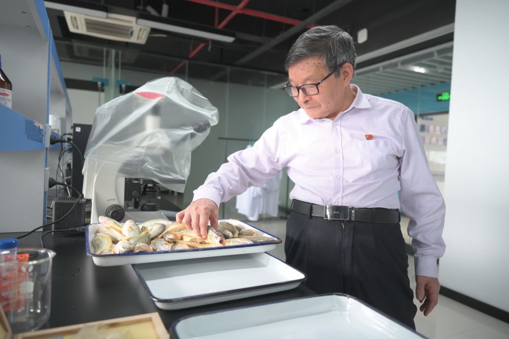 2024年5月8日，劉家富在位于福建省寧德市科技服務(wù)中心大樓的海水養(yǎng)殖生物育種全國重點(diǎn)實(shí)驗(yàn)室了解大黃魚的培育情況。新華社記者 林善傳 攝