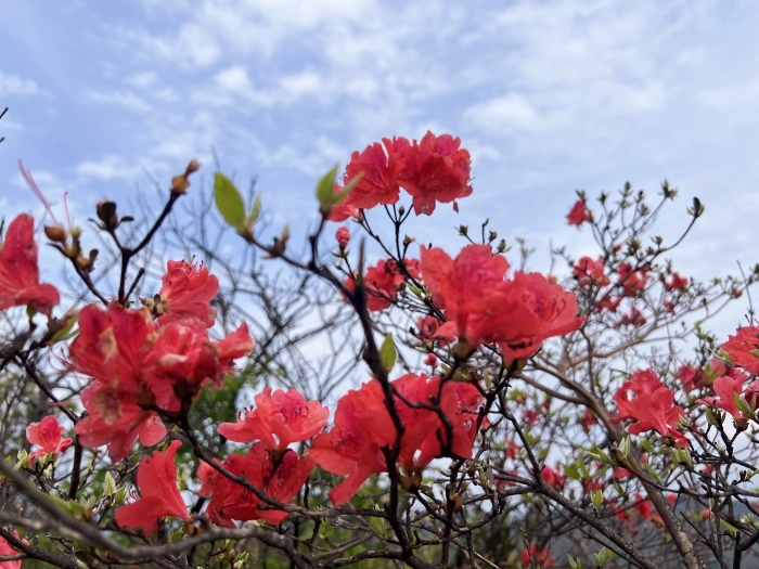 陽明山的杜鵑花。人民網(wǎng) 高清揚攝