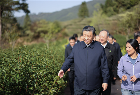 2021年3月22日下午，習(xí)近平在福建省南平市武夷山市星村鎮(zhèn)燕子窠生態(tài)茶園，察看春茶長(zhǎng)勢(shì)，了解當(dāng)?shù)夭璁a(chǎn)業(yè)發(fā)展情況。