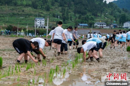 圖為5月21日，綏陽(yáng)縣旺草中學(xué)學(xué)生在旺草萬(wàn)畝大壩體驗(yàn)插秧。唐哲 攝