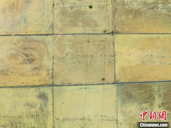 圖為5月21日，航拍綏陽(yáng)縣旺草中學(xué)學(xué)生在旺草萬(wàn)畝大壩體驗(yàn)插秧。唐哲 攝