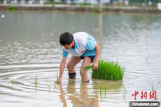 圖為5月21日，一名學(xué)生在綏陽(yáng)縣旺草萬(wàn)畝大壩體驗(yàn)插秧。唐哲 攝