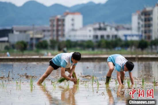 圖為5月21日，兩名學(xué)生在綏陽(yáng)縣旺草萬(wàn)畝大壩體驗(yàn)插秧。唐哲 攝