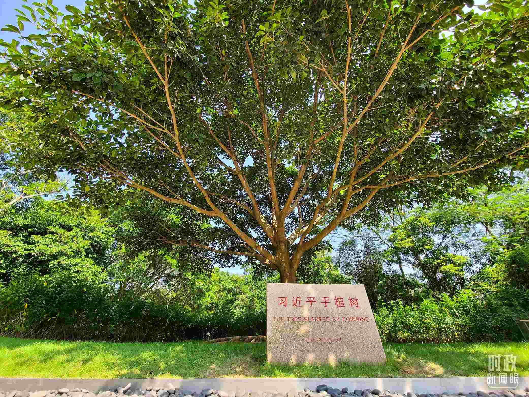 習近平2012年在深圳蓮花山公園種下的高山榕樹已枝繁葉茂。（總臺央視記者趙化拍攝）