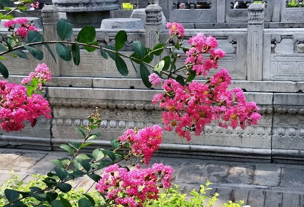 夏天的故宮一角。故宮博物院供圖