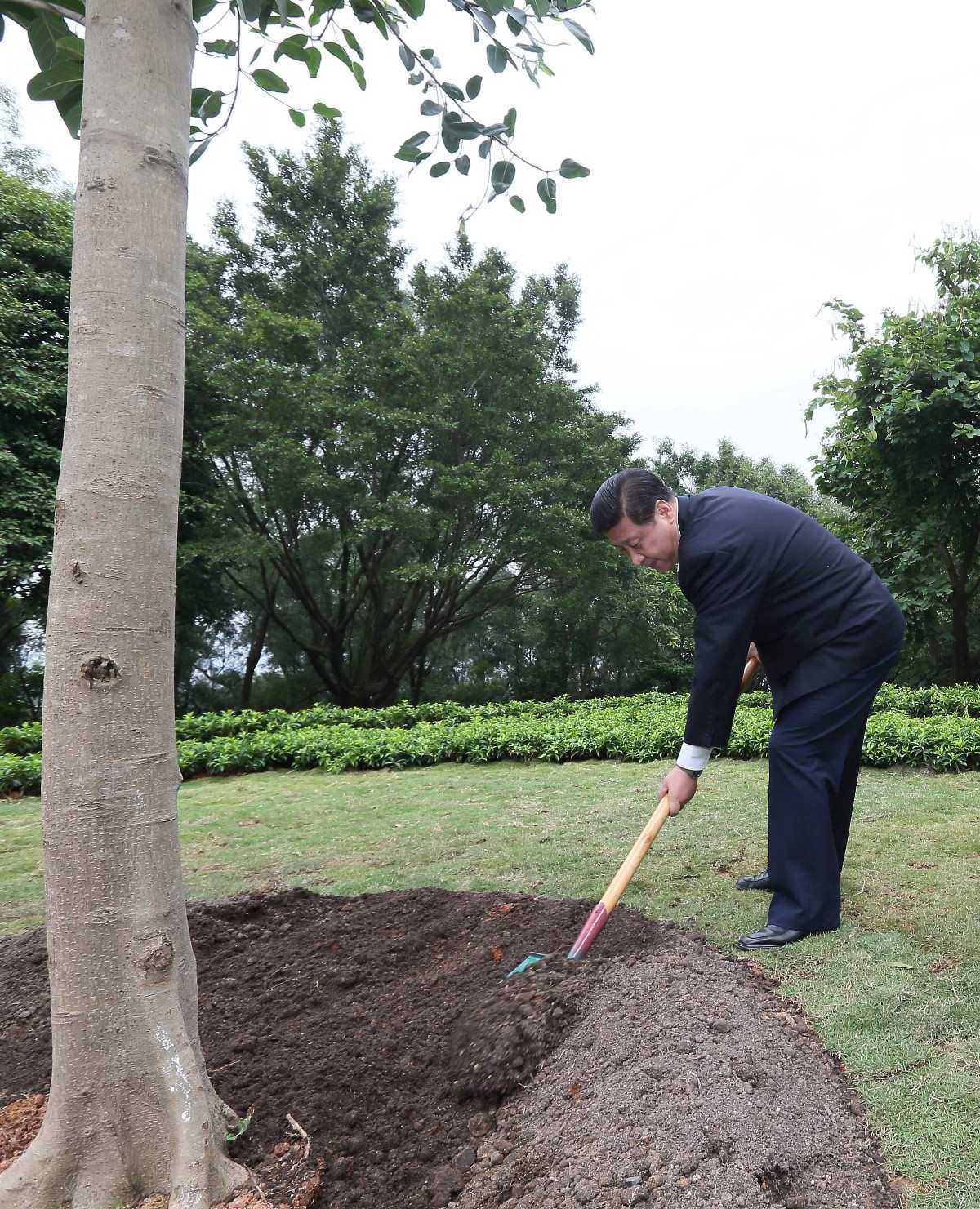 2012年12月8日，習(xí)近平在深圳蓮花山公園種下一棵高山榕樹。