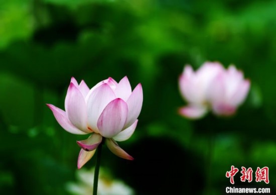 6月19日，時值一年畢業(yè)季，四川大學(xué)望江校區(qū)荷花池里的荷花盛開，成為了畢業(yè)生們的打卡圣地，吸引了眾多畢業(yè)生拍照留念。圖為盛開的荷花。中新社記者 安源 攝