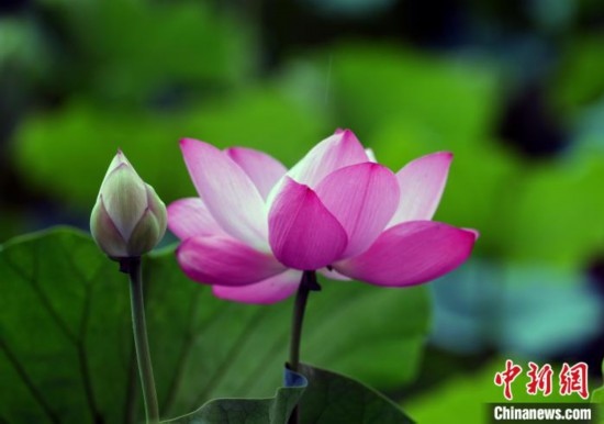 6月19日，時值一年畢業(yè)季，四川大學(xué)望江校區(qū)荷花池里的荷花盛開，成為了畢業(yè)生們的打卡圣地，吸引了眾多畢業(yè)生拍照留念。圖為盛開的荷花。中新社記者 安源 攝