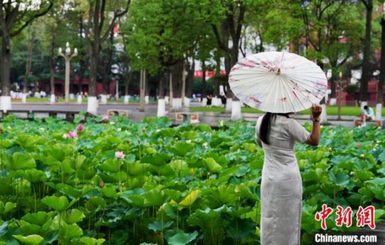 6月19日，時值一年畢業(yè)季，四川大學(xué)望江校區(qū)荷花池里的荷花盛開，成為了畢業(yè)生們的打卡圣地，吸引了眾多畢業(yè)生拍照留念。圖為畢業(yè)生在荷花池邊拍照留念。中新社記者 安源 攝
