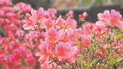 井岡山大學(xué)北區(qū)的生物園內(nèi)，一叢叢映山紅競相怒放。井岡山大學(xué)供圖
