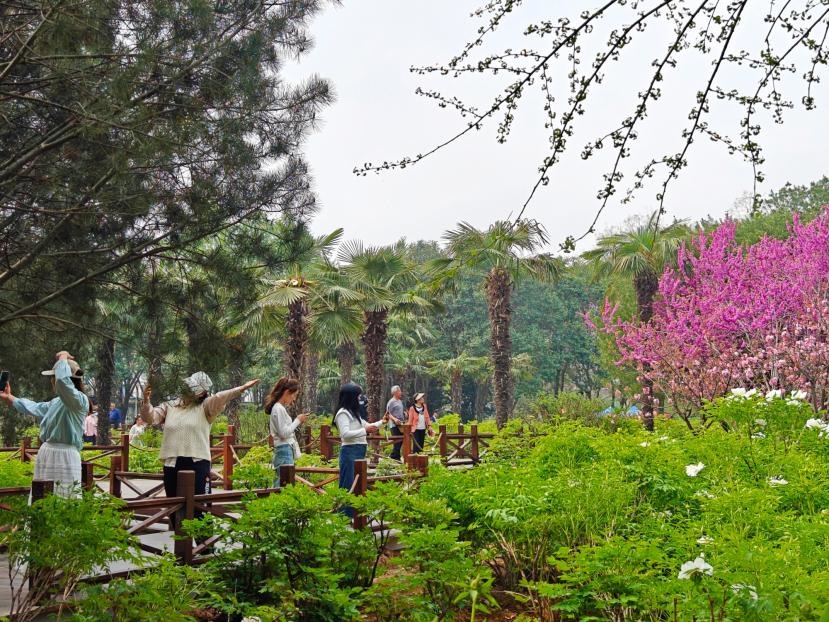 在河南省洛陽(yáng)市中國(guó)國(guó)花園，游客漫步花海、自拍留念。人民網(wǎng) 王雅蝶攝