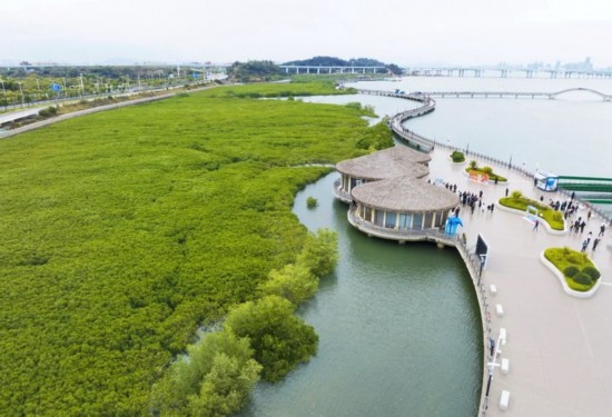 2024年1月23日拍攝的廈門市翔安區(qū)下潭尾紅樹林公園（無人機(jī)照片）。新華社記者 林善傳 攝